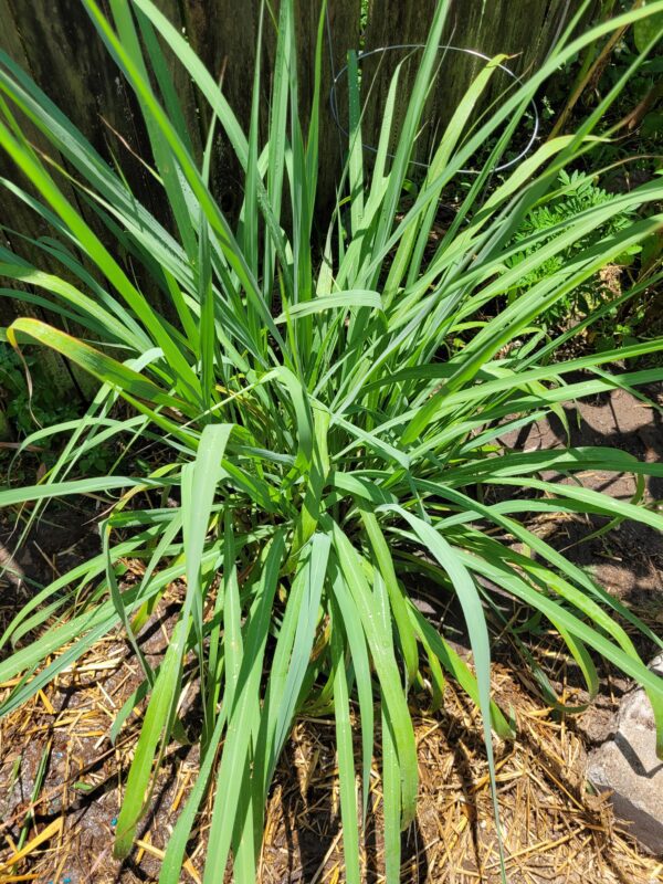 A close up of the plant in the ground