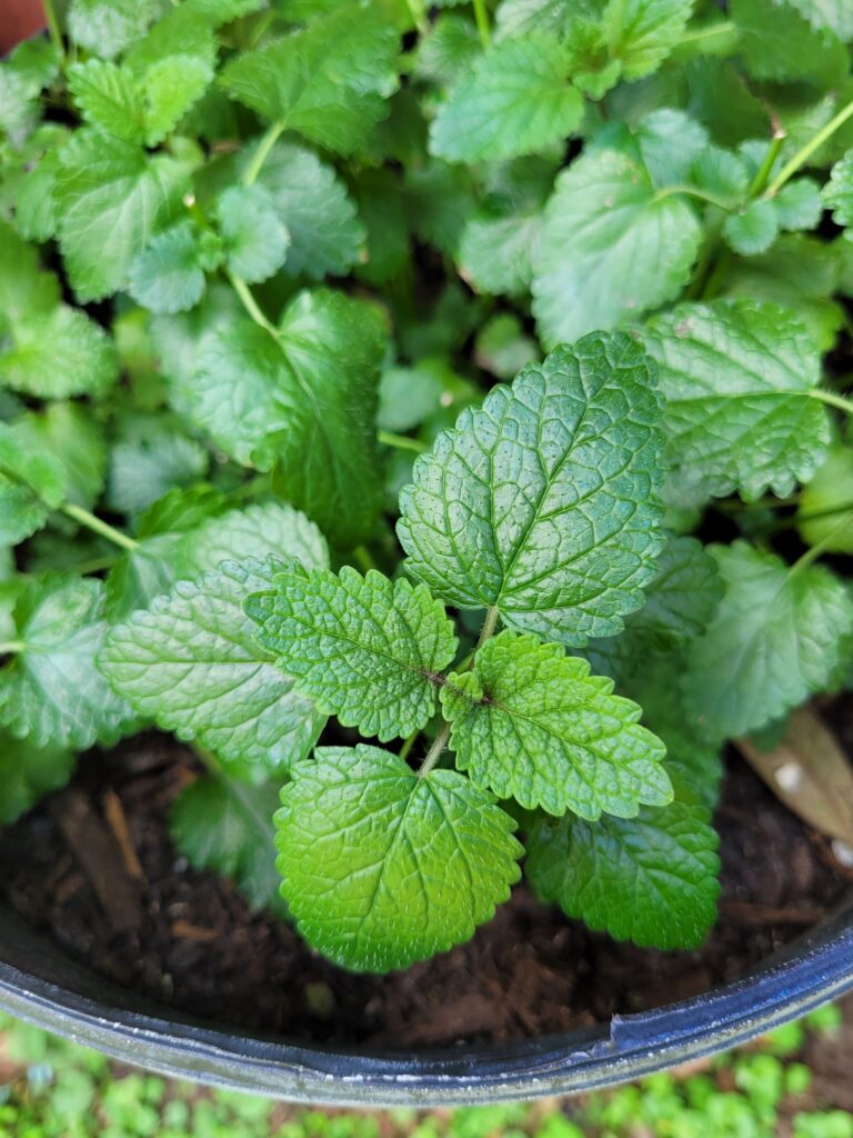 A close up of a plant with green leaves