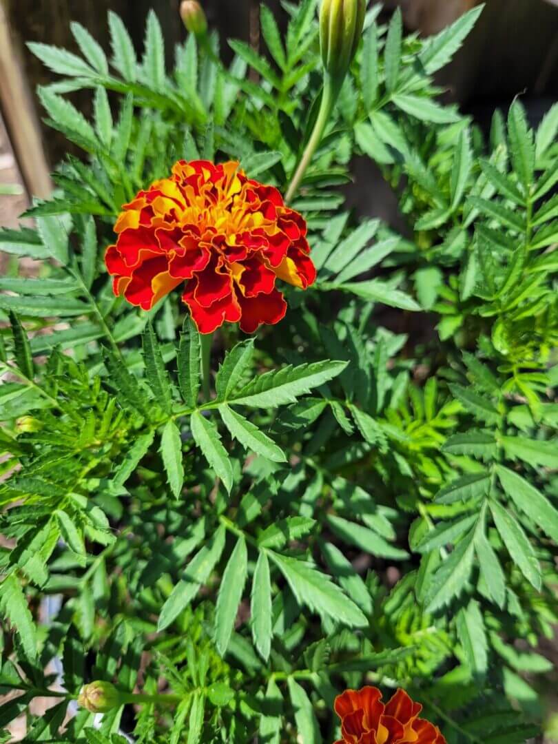 A red and yellow flower is in the middle of green leaves.