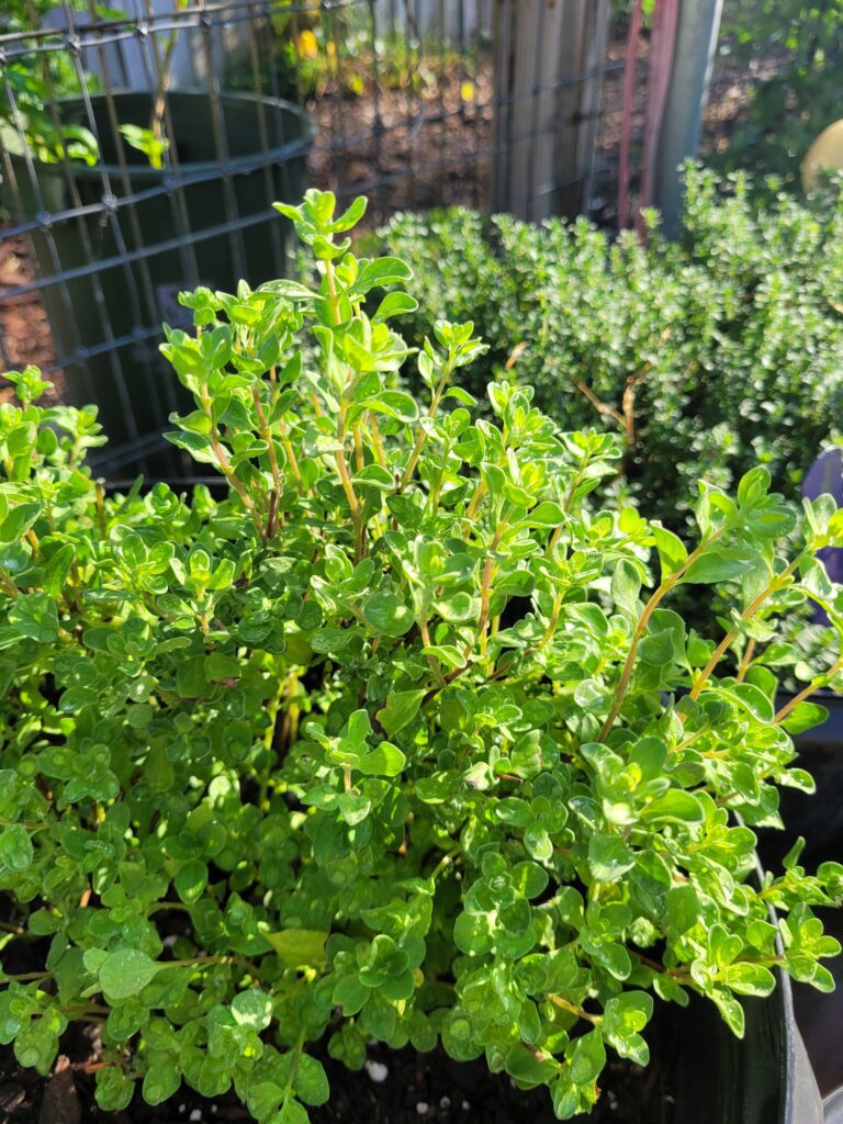 A close up of some bushes in the sun