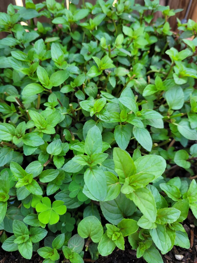 A close up of green plants growing in the ground