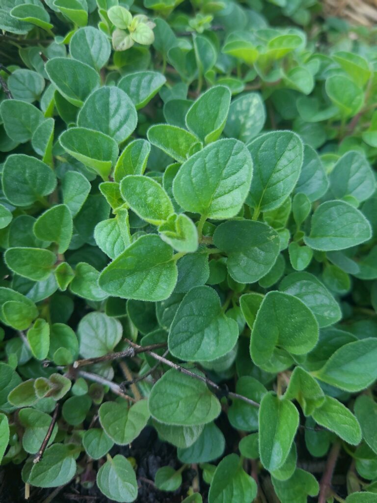 A close up of green leaves on the ground