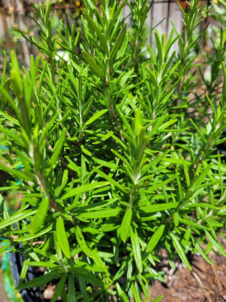 A close up of the leaves on a plant