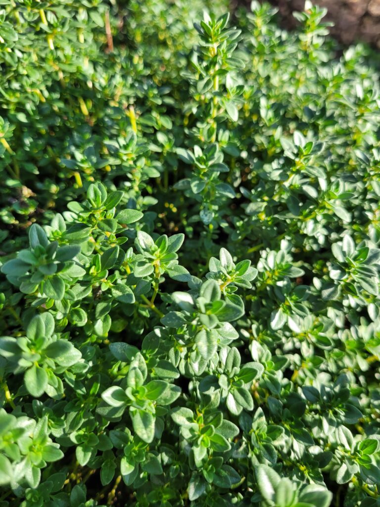 A close up of some green plants in the grass