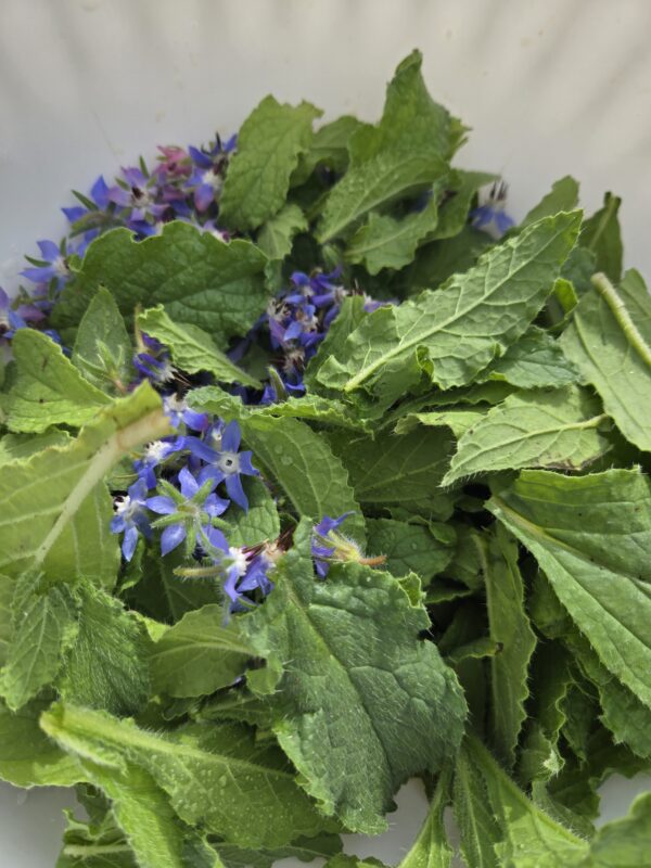 Borage Orange Decaf Tea